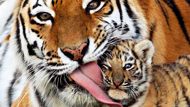 Tiger-Mother-Baby-hd-wallpaper
